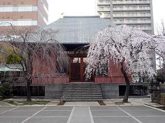 桜共演.JPG