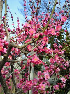 110209ume.JPG